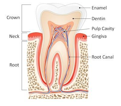 Affordable Root Canal in St Augustine FL